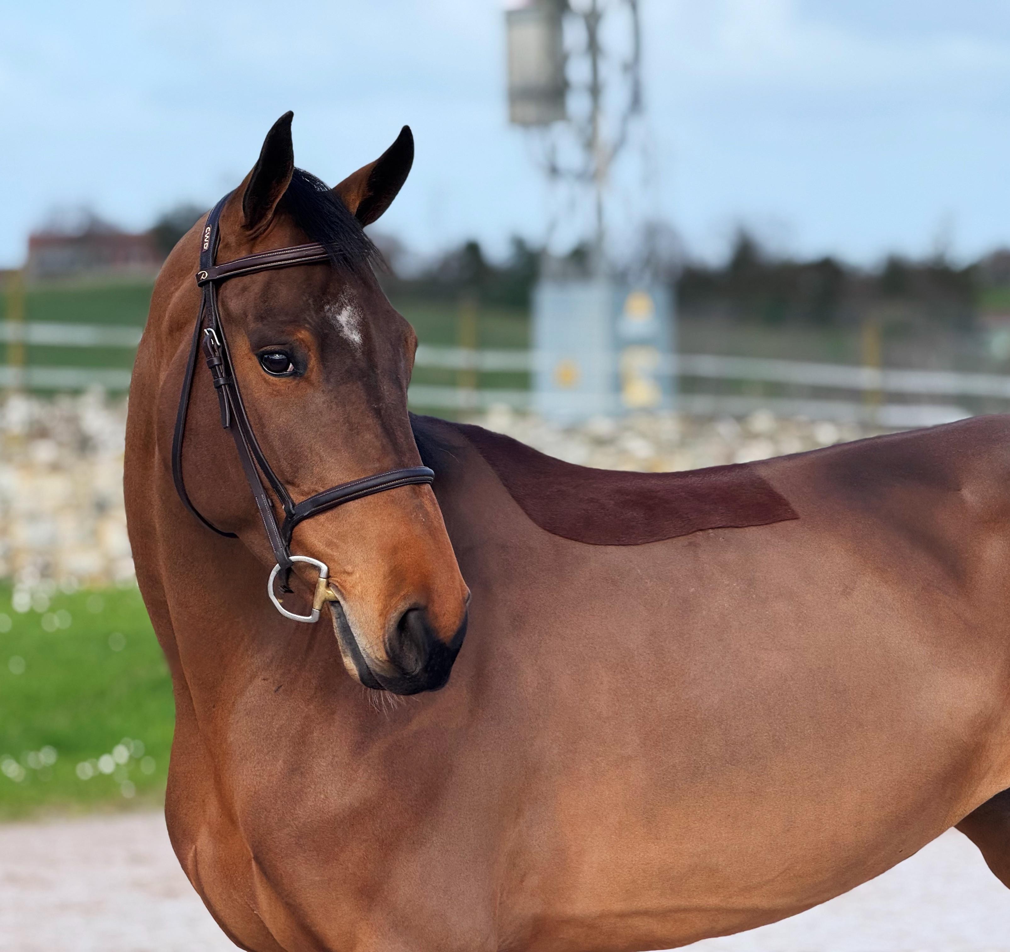 horse